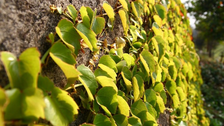 Cây Trinh đằng khác lá. Parthenocissus heterophylla - Cây Thuốc Nam Quanh Ta